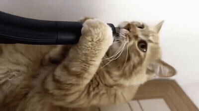Cat Playing With Vacuum Cleaner GIF