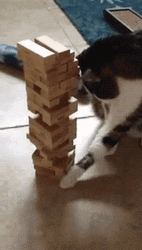 Cat Plays Jenga Game GIF