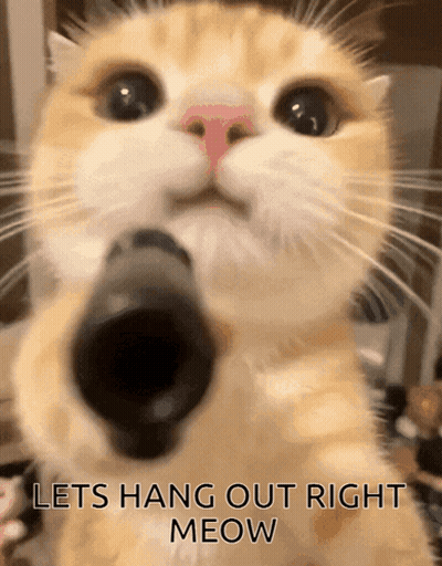 Cat Pointing Gun Lets Hang Out Right Meow GIF