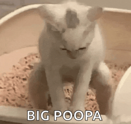 Cat Pooping Meme GIF