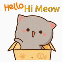 Cat Pops Up Hello Hi Meow GIF