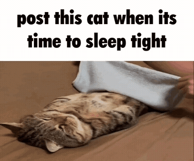 Cat Post This Cat When Its Time To Sleep Tight GIF