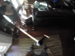 Cat POV Hurray Hands Up GIF
