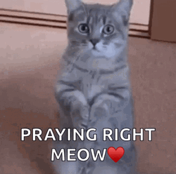 Cat Pray Before Sleep GIF
