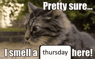 Cat Pretty Sure I Smell A Thursday Here GIF