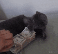 Cat Protecting Funny Money GIF