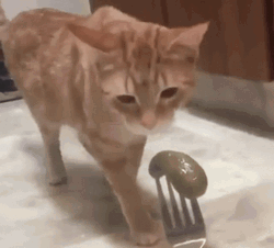 Cat Puking To Pickles GIF