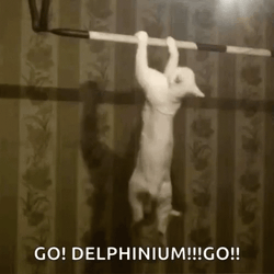 Cat Pull Ups GIF