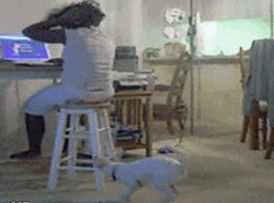 Cat Pulling Girls Hair GIF