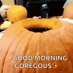 Cat Pumpkin GIF