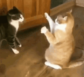 Cat Pushover Funny Animal  GIF