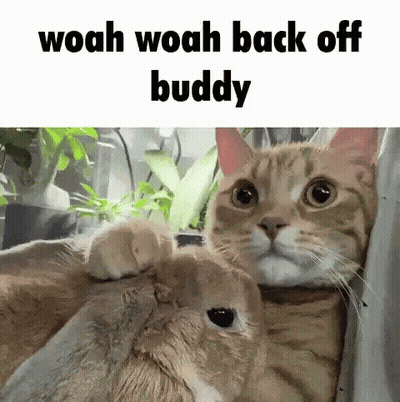 Cat Putting Paw On Rabbit's Head GIF