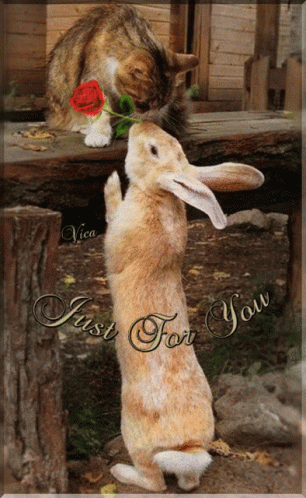 Cat Putting Rose In Rabbit's Mouth Just For You GIF