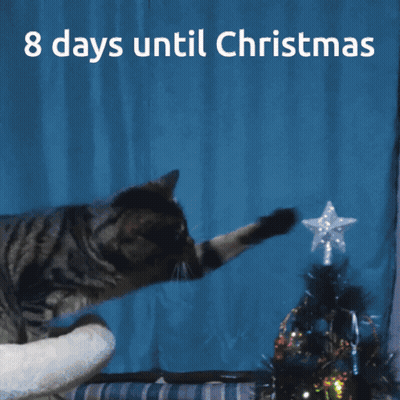 Cat Reaching For Star 8 Days Until Christmas GIF
