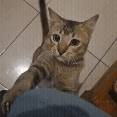 Cat Reaching Toward Person's Leg GIF