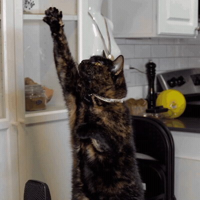 Cat Reaching Up To Shelf GIF