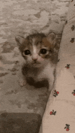 Cat Reaction Michi Triste GIF