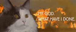 Cat Realizing What Have I Done GIF