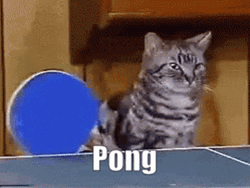 Cat Receiver Ping Pong GIF