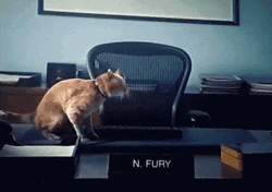 Cat Regurgitating Tesseract Avengers GIF