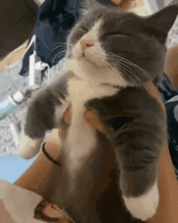 Cat Rejected Girl Kiss GIF