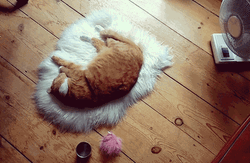 Cat Relaxing In Fur Mat GIF