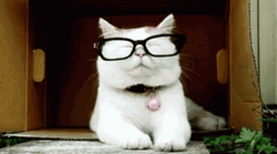 Cat Removing Glasses  GIF
