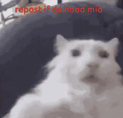 Cat Repost If Da Hood Mid GIF