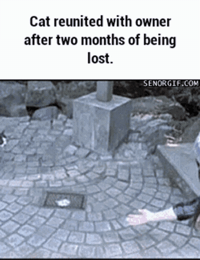 Cat Reunited With Owner After Two Months Lost GIF