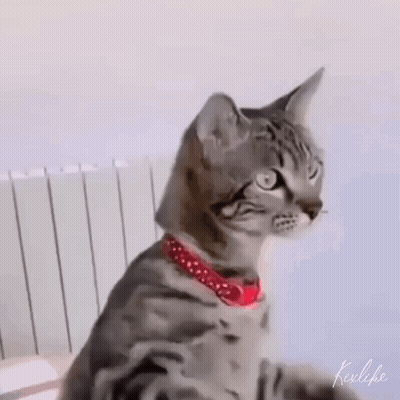 Cat Riding Another Cat GIF