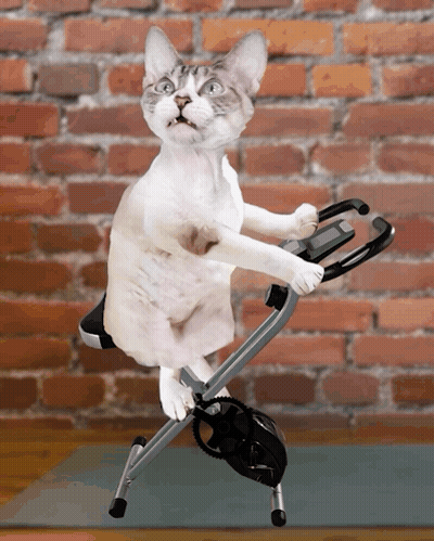 Cat Riding Exercise Bike On Brick Wall GIF