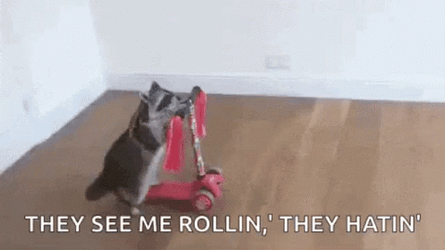 Cat Riding They See Me Rollin GIF