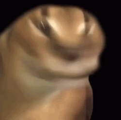 Cat Rotates It's Head GIF