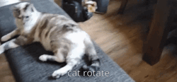 Cat Rotating Shot GIF