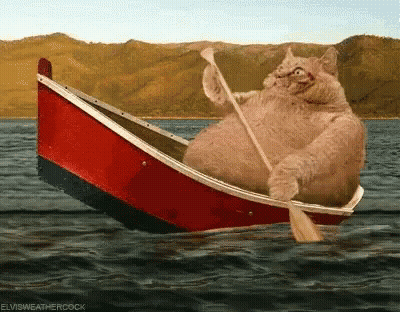 Cat Rowing Boat Elvisweathercock GIF
