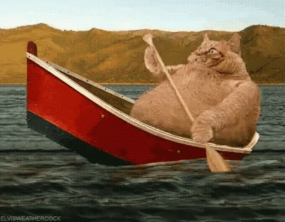 Cat Rowing Boat In Water GIF