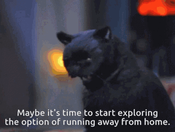 Cat Running Away From Home GIF