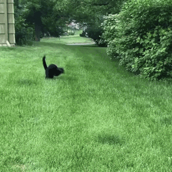 Cat Running Fail GIF