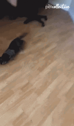 Cat Running GIF