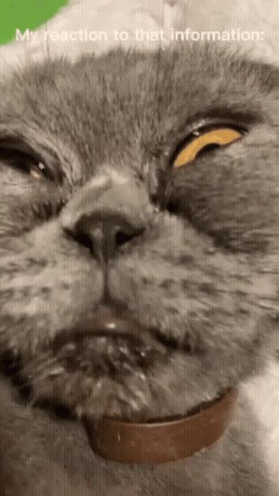 Cat's Face My Reaction To That Information GIF