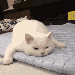 Cat Sad GIF