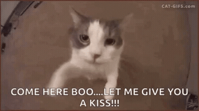 Cat Saying Come Here Boo... Let Me Give You A Kiss!! GIF