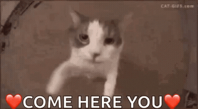 Cat Saying Come Here You GIF