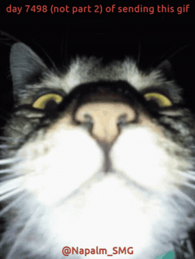 Cat Saying Day 7498 Not Part 2 Of Sending This GIF