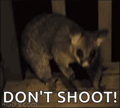 Cat Saying Don't Shoot GIF