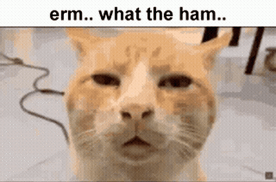 Cat Saying Erm What The Ham GIF