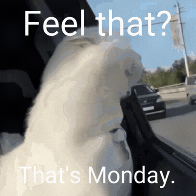 Cat Saying Feel That That's Monday GIF