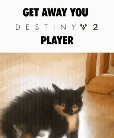 Cat Saying Get Away You Destiny 2 Player GIF