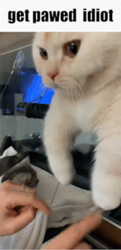 Cat Saying Get Pawed Idiot GIF