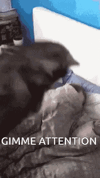 Cat Saying Gimme Attention GIF